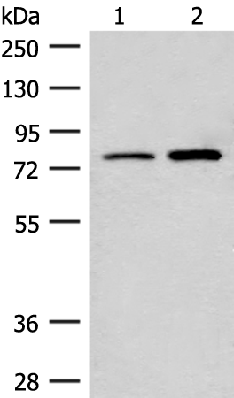 Anti-Thimet Oligopeptidase Rabbit Polyclonal Antibody