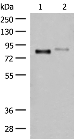 Anti-STT3A Rabbit Polyclonal Antibody