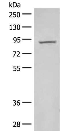 Anti-HOOK2 Rabbit Polyclonal Antibody