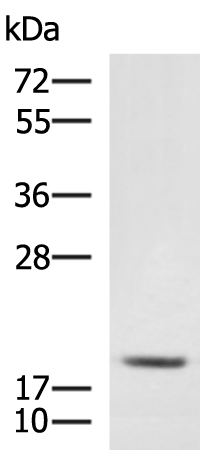 Anti-MRPL20 Rabbit Polyclonal Antibody