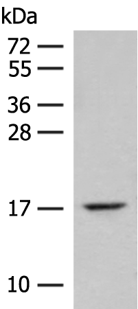 Anti-ISCU Rabbit Polyclonal Antibody