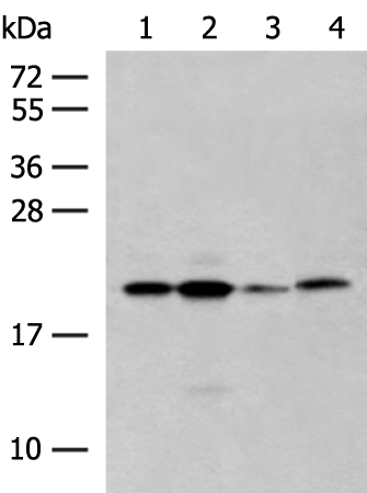 Anti-RNF5 Rabbit Polyclonal Antibody