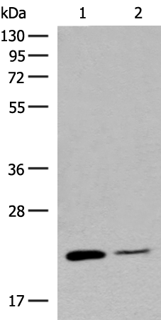 Anti-Rac3 Rabbit Polyclonal Antibody