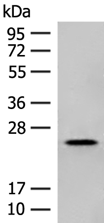 Anti-NXNL1 Rabbit Polyclonal Antibody