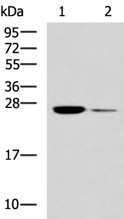 Anti-GSTZ1 Rabbit Polyclonal Antibody