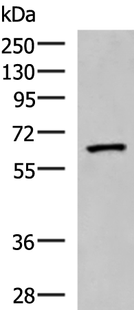 Anti-PDIA5 Rabbit Polyclonal Antibody