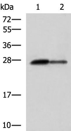 Anti-CTRB1 Rabbit Polyclonal Antibody