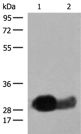 Anti-HLA DRB1 Rabbit Polyclonal Antibody