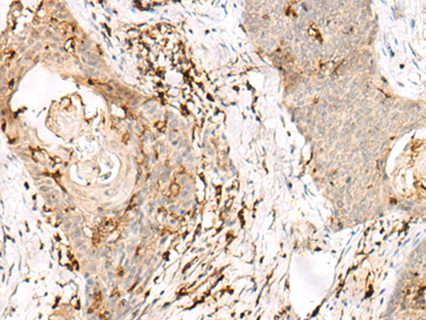 Anti-OVOL2 Rabbit Polyclonal Antibody