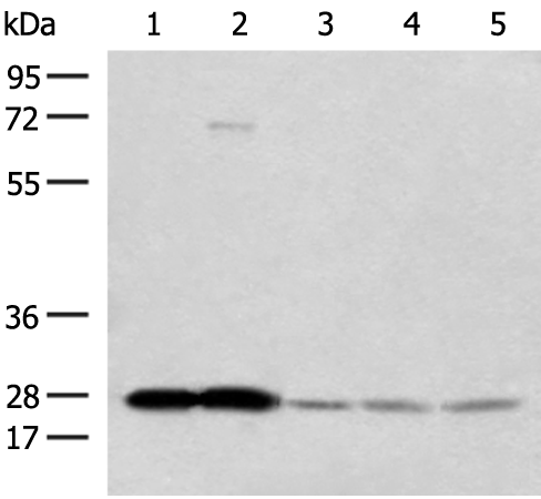 Anti-OVOL2 Rabbit Polyclonal Antibody