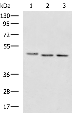 Anti-eIF4A2 Rabbit Polyclonal Antibody