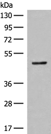 Anti-SCRN2 Rabbit Polyclonal Antibody