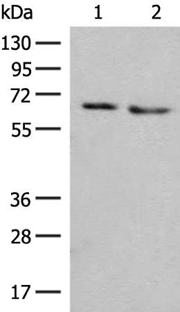 Anti-NARS1 Rabbit Polyclonal Antibody