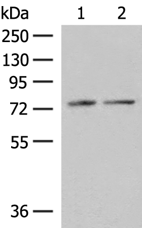 Anti-ERp72 Rabbit Polyclonal Antibody