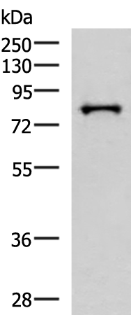 Anti-PRPF3 Rabbit Polyclonal Antibody