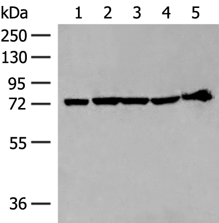 Anti-CALCOCO1 Rabbit Polyclonal Antibody