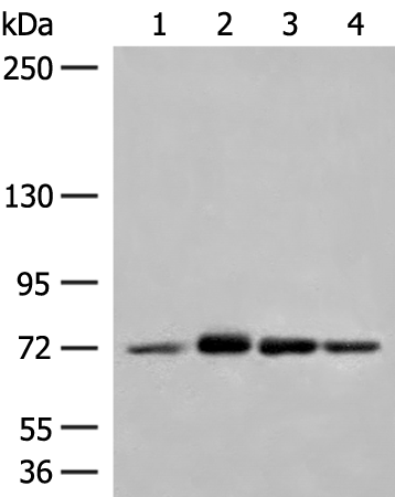 Anti-MCCC1 Rabbit Polyclonal Antibody