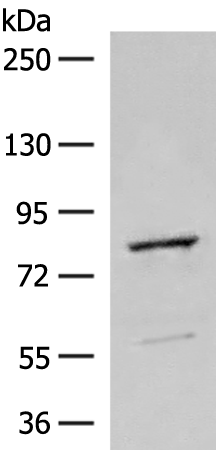 Anti-TPR Repeat Protein 12 Rabbit Polyclonal Antibody