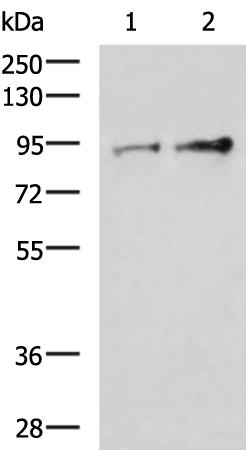 Anti-TPR Repeat Protein 14 Rabbit Polyclonal Antibody
