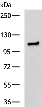 Anti-TPR Repeat Protein 16 Rabbit Polyclonal Antibody