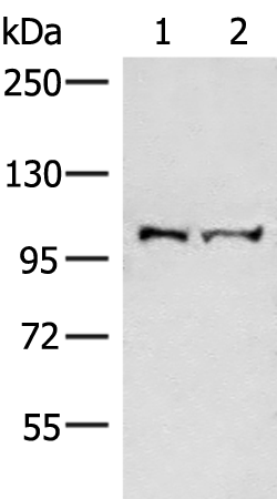 Anti-EFTUD2 Rabbit Polyclonal Antibody