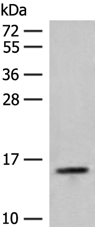 Anti-RPP14 Rabbit Polyclonal Antibody
