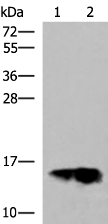 Anti-GOLGA7 Rabbit Polyclonal Antibody