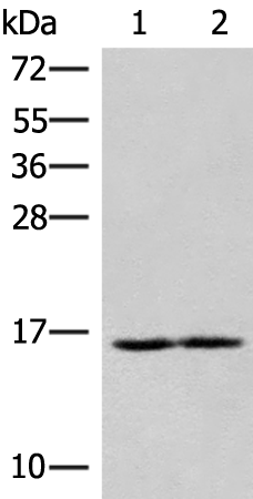 Anti-RNF24 Rabbit Polyclonal Antibody