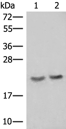 Anti-IFT22 Rabbit Polyclonal Antibody