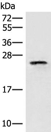 Anti-eIF3K Rabbit Polyclonal Antibody