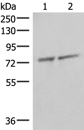 Anti-THNSL1 Rabbit Polyclonal Antibody