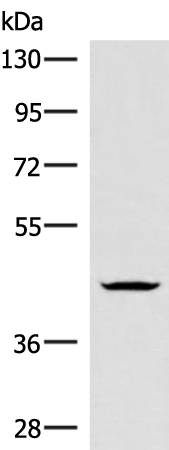 Anti-HMBOX1 Rabbit Polyclonal Antibody