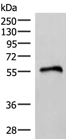 Anti-RETREG1 Rabbit Polyclonal Antibody