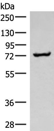 Anti-AMPK gamma 2 Rabbit Polyclonal Antibody