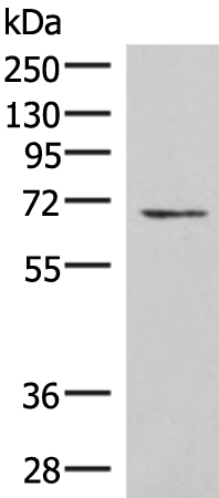 Anti-C19orf57 Rabbit Polyclonal Antibody