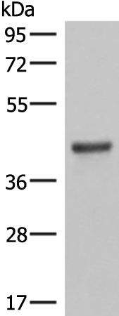 Anti-LMCD1 Rabbit Polyclonal Antibody