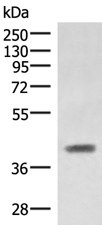 Anti-SAMSN1 Rabbit Polyclonal Antibody