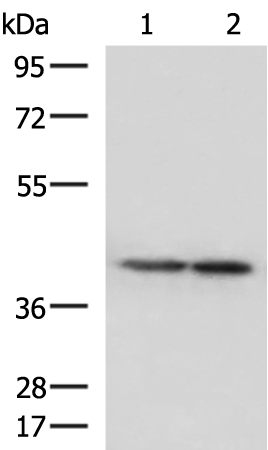 Anti-ATP6V1C1 Rabbit Polyclonal Antibody