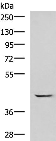 Anti-GABPB1 Rabbit Polyclonal Antibody