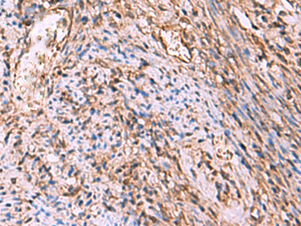 Anti-CD241 Rabbit Polyclonal Antibody