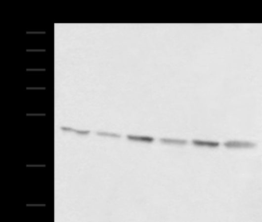Anti-CD241 Rabbit Polyclonal Antibody