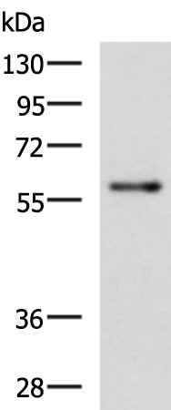 Anti-RIC8A Rabbit Polyclonal Antibody