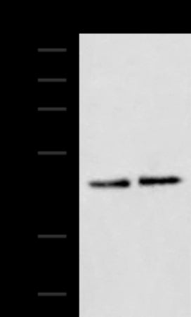 Anti-ACTL6B Rabbit Polyclonal Antibody