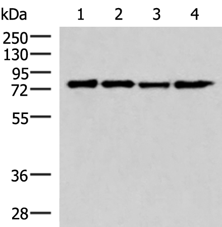 Anti-AKAP17A Rabbit Polyclonal Antibody