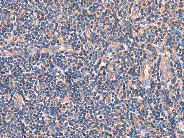 Anti-Myotilin Rabbit Polyclonal Antibody