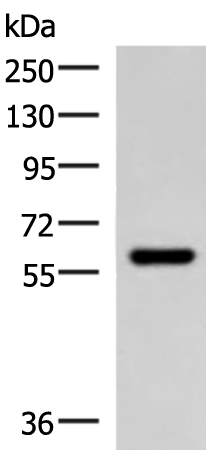 Anti-Myotilin Rabbit Polyclonal Antibody