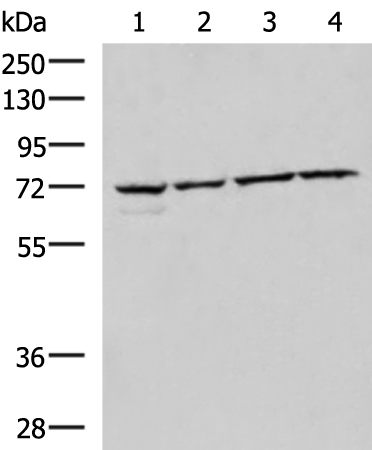 Anti-CBFA2T2 Rabbit Polyclonal Antibody
