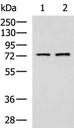 Anti-KLC2 Rabbit Polyclonal Antibody