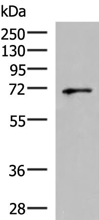 Anti-GSPT2 Rabbit Polyclonal Antibody