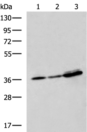 Anti-eEF1D Rabbit Polyclonal Antibody